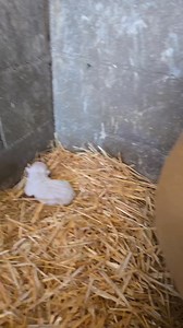 136K views · 2K reactions | Frosty and Risueño are doing phenomenal!! FOR YOUR CONSIDERATION Pedigree of FROSTBITE 略 https://www.apbt.online-pedigrees.com/modules.php?name=Public&file=printPedigree&dog_id=924447 | LUCKY LOPEZ | Facebook