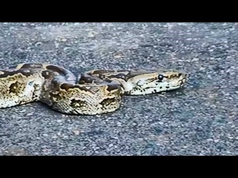 Giant Southern African Rock Python Slowly Crosses Tar Road – Incredible Close-Up!