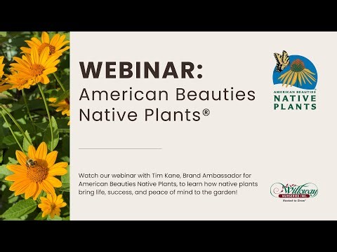Why Native Plants Matter: Expert Insights from American Beauties Native Plants