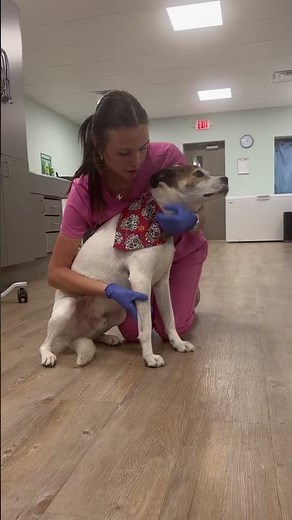 VET 110- Canine Restraint Techniques