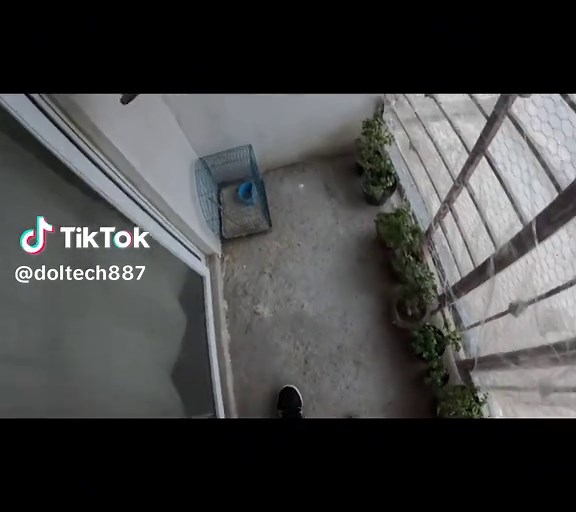 Periquitos Listos a -1 Grado Celsius