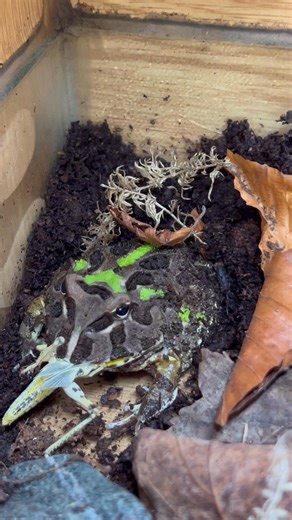 🐸 Lunch time for the pacman frogs 🐸 Licensed By Ashfield District Council - Licence number 6 | Urban exotics