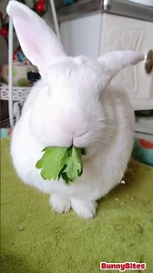 POV: I Gave My Rabbit "Too Much" Celery...Then This Happened‼️🐰🥬#bunnybites #whiterabbit #short