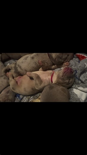Sweet sweet dreams 😴 #xlbullypups #americanbullylover #puppieslover #xlbullynation #merlebully