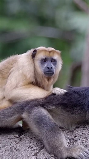 Brown Howler Monkey: The Voice of the Jungle! 🐒🔊 | Amazing Wildlife