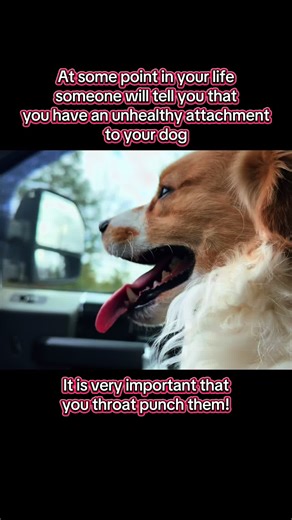 Dog Adventure Ready for Fun