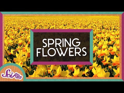Why Do Some Flowers Regrow Every Year? | Daffodils | Spring is Here! | SciShow Kids