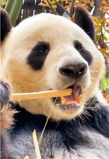 Cute Panda Eating Bamboo ASMR Mukbang | Adorable Panda Moments