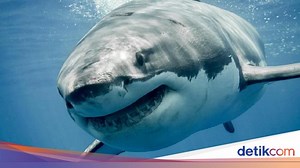 Ini Hiu Terbesar di Dunia yang Pernah Terekam, Ukurannya 6 Meter Lebih