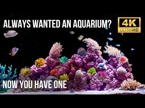 🧘‍♂️ 4K Real Aquarium Live | Beautiful Fish Tank for Meditation, Sleep & Stress Relief (12h)
