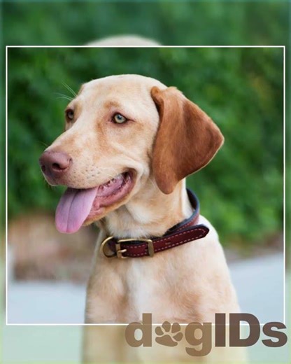 English Bridle Leather Dog Collar with Name Plate Custom Engraved