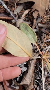 10K views · 1.6K reactions | A Buckwheat Grows In Appalachia Eriogonum allenii in Virginia | Crime Pays But Botany Doesn't | Facebook