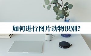 如何进行图片动物识别？这样做就能轻松获得动物信息