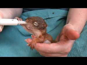 Baby red squirrel 4 weeks