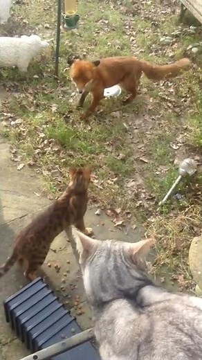 Funny....Angry cat beats up fox