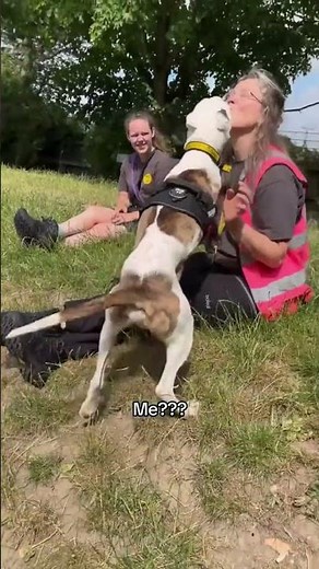 Meet Rory! | Dogs Trust