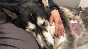 Dog Food Dangers: Is Grain-Free Food the Problem?