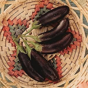 Little Fingers Eggplant - 50 Seeds - Heirloom & Open-Pollinated Variety, Non-GMO Vegetable Seeds for Planting Indoors or Outdoors in Containers or The Home Garden, Thresh Seed Company