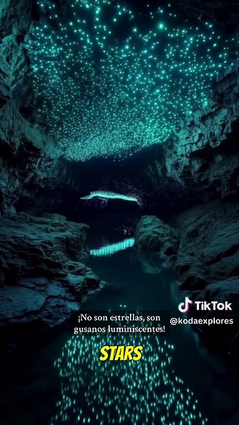 New Zealand's Most MAGICAL Cave Experience Step into the mesmerizing Waitomo caves, where thousands of glow worms create a spectacular natural light show that will leave you speechless! These fascinating creatures demonstrate bioluminescence in its most beautiful form, turning the cave ceiling into a living galaxy of ecosystem wonders. Join Koda as he explores these nocturnal wonders in one of New Zealand's most enchanting destinations! 🦊✨ 💬 Would YOU brave the darkness to witness this magical