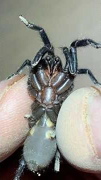 #spider #loicvideos #arachnophobia #phobia #australia #nature #animals #boop