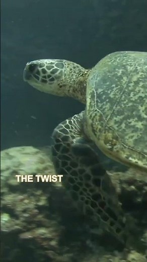 This Turtle Is Not a Fish #SeaTurtle #GreenTurtle #OceanFacts