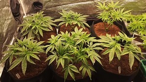 62 reactions | Trainwreck x Wedding Pie 華 veg week 8 / day 52 from...