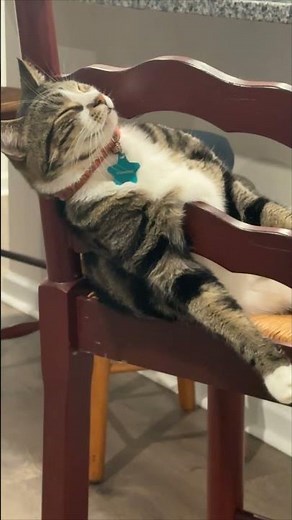 Cat Perfectly Sleeps Through Chair Slats