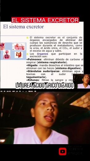 FUNCIONES DEL SISTEMA EXCRETOR #fisiologia #biologia #salud #PREUNIVERSITARIOS #anatomia