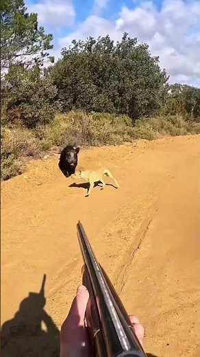 Backcountry Moment You Can’t Miss #hogs #huntinggear #huntinglife #outdoorgear #feralhoghunting