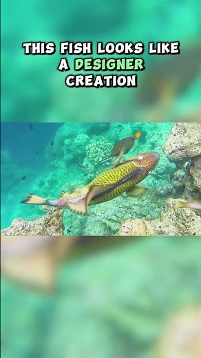 Top Ten Most Colorful Fish: Clown Triggerfish