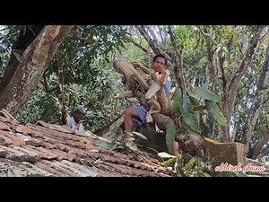 How to Cut a Tree Properly