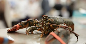 Enormous Lobster Rescued From Florida Restaurant