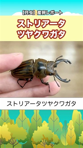 【月虫】産卵レポート！〜ストリアータツヤクワガタ〜 #カブトムシ #クワガタ #クワカブ #幼虫 #昆虫 #外国産クワガタ