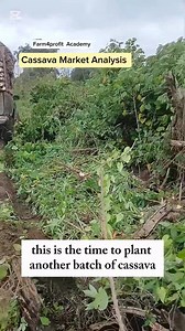 2.4K reactions · 68 shares | Cassava Market Analysis It's no news...