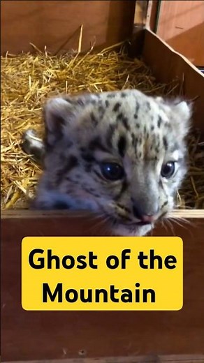 Snow Leopards Make the Weirdest Sounds Ever!