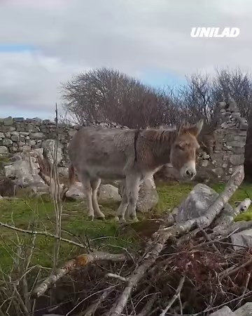 3.4M views · 3.8K reactions | The voice of an angel  | UNILAD | Facebook