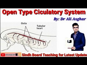 Open Type Circulatory System (XI Biology)