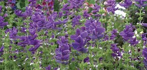 Salvia viridis - Alchetron, The Free Social Encyclopedia