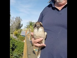 Hug your Kookaburra day
