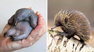 12K views · 595 reactions | Echidna 璉 The Most Bizarre Mammal! | 1 Minute Animals Prepare to encounter one of the most unique mammals on Earth. Discover the echidna, an egg-laying mammal with a spiky body and a long, sticky tongue. Witness its unusual behaviors and learn why it's considered one of nature's most fascinating creatures. #echidna #mamalife #australiananimals #marsupial #marsupials | 1 Minute Animals | Facebook