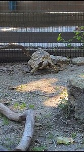 19K views · 182 reactions | Hooray! It is now warm enough....the Leopard Tortoise Trio are now out and about at the Domestic Animal Area...say Hi! next time you are visiting the zoo. | Niabi Zoo | Facebook