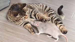 Eine ungewöhnliche Freundschaft entsteht zwischen einer Ratte und einer Katze