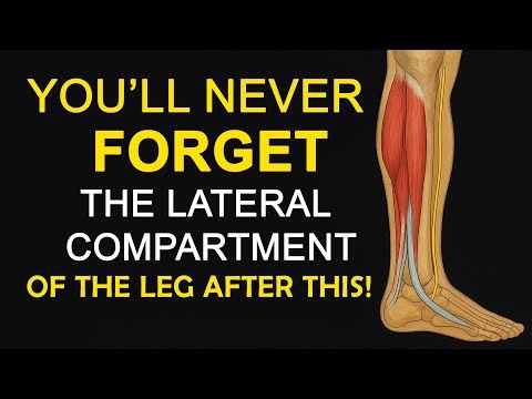 Lateral Compartment of Leg | Peroneus Longus & Boundaries, Nerve, Retinacula & Clinical Anatomy