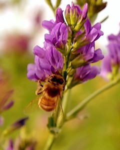 8.8K views · 444 reactions | When we add up the numbers, we realize just how much our American beekeepers do ​ Local Hive is proud to partner with more than 150 American beekeepers every year to source the best 100% U.S. honey we can find AND keep our hardworking pollinators going strong. | Local Hive Honey | Facebook