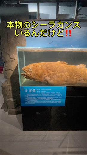 本物のシーラカンスいるんだけど‼️いるの知らなくてマジで感激した🤩北京の国家自然博物館にて。#シーラカンス #化石 #古代生物 #博物館 #中国旅行