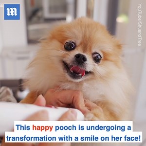 Well this dog has the BIGGEST smile ever! 🐶😱❤️ Credit: 슈앤트리 SHU and TREE | Daily Mail Video