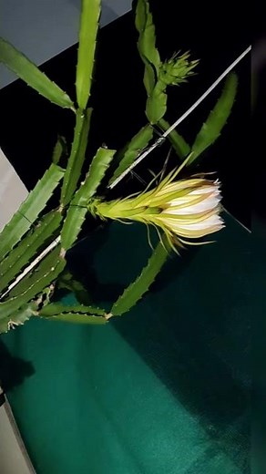 🌵 Dragon Fruit Flower Night Bloom | Stunning Time-Lapse -Lapse | Queen of the Night Bloom #shorts