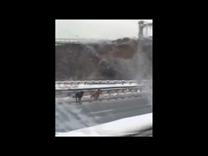 Video of dogs running on DVP prompts investigation