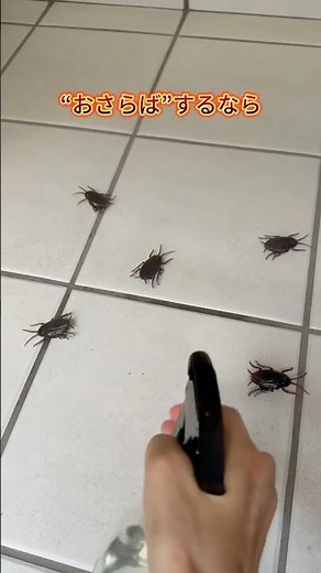 No chemicals needed! Hinoki cypress oil for cockroaches! 4 insect control methods!