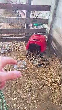 Handling a Kangal puppy #sheep #farm #rancher